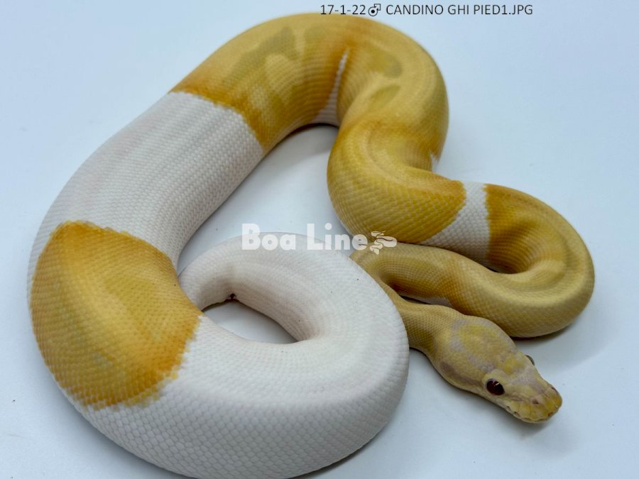 CANDINO GHI PIED